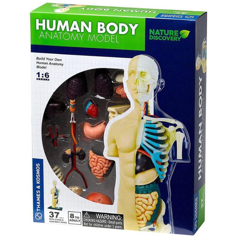 Thames & Kosmos - Human Body Anatomy Model STEM Kit
